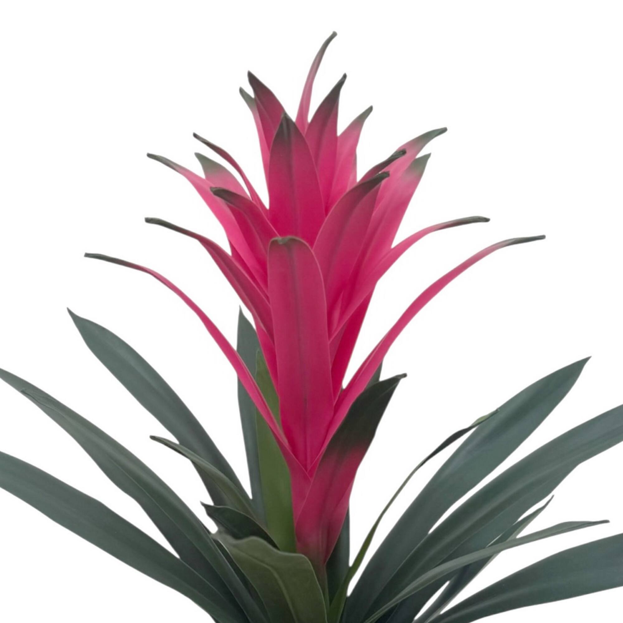 18" Potted Bromeliad Plant by Ashland